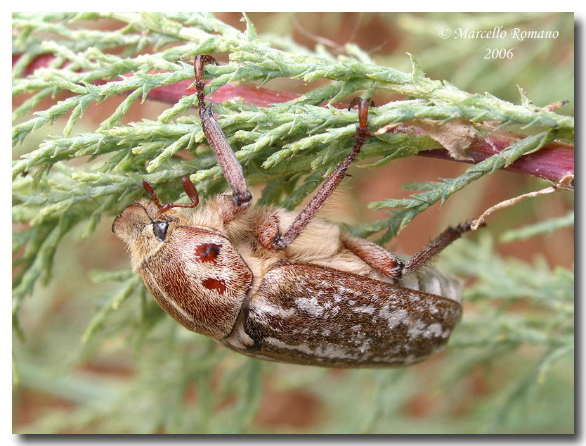 Appuntamento al buio!   Anoxia orientalis